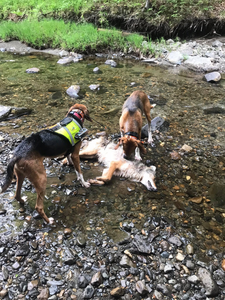 Bagging big game in Maine's backcountry!